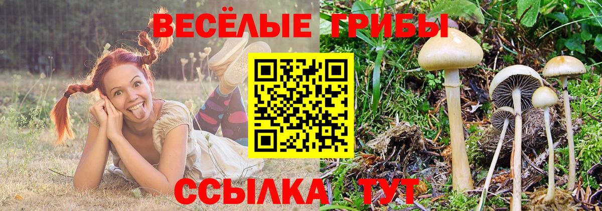 Галлюциногенные грибы Psilocybine cubensis Норильск